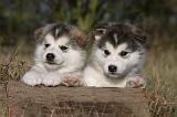 ALASKAN MALAMUTE 518